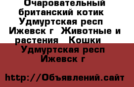Очаровательный британский котик - Удмуртская респ., Ижевск г. Животные и растения » Кошки   . Удмуртская респ.,Ижевск г.